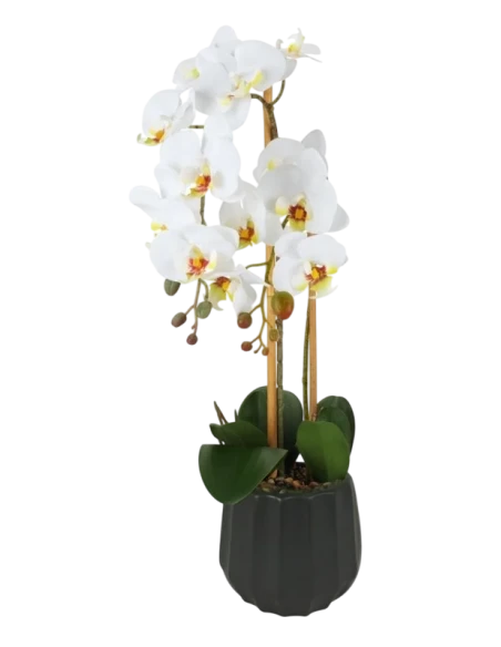 Henriette - 2-Branch Orchid Plant with Pot - Real Touch Flowers Black