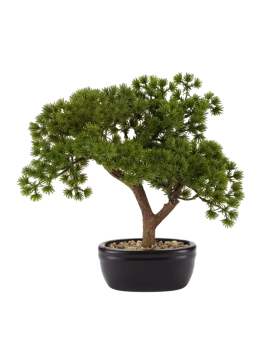 Henriette - Bonsai Pino con Vaso in Ceramica - Nero