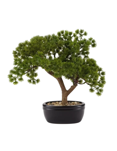 Henriette - Bonsai Pino con Vaso in Ceramica - Nero