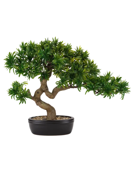 Henriette - Bonsai Tasso Giapponese con Vaso in Ceramica - Nero