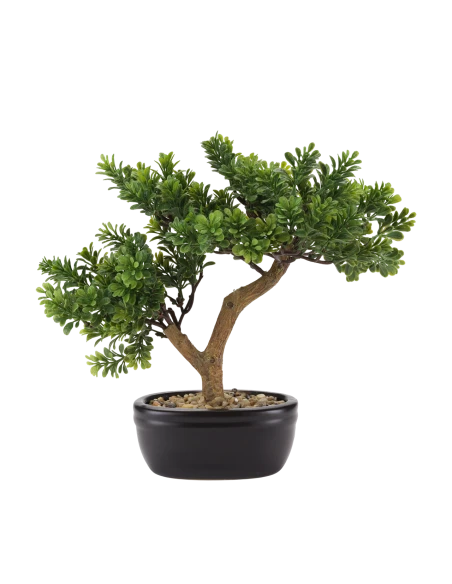 Henriette - Cedar Bonsai with Ceramic Pot - Black