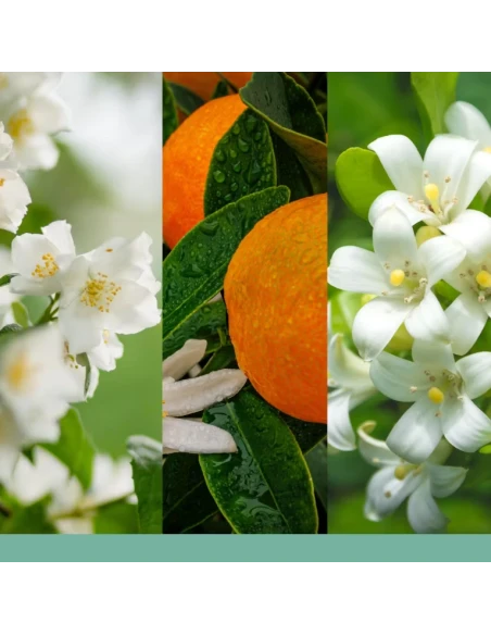 Yankee Candle - Midnight Jasmine - Small Tumbler Candle