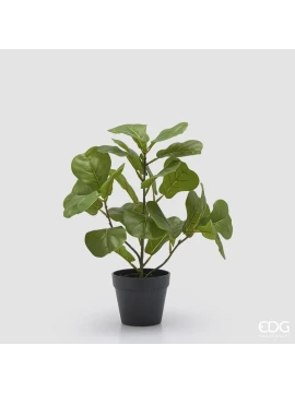 EDG - Ficus Lyrata con Vaso - H 45 cm