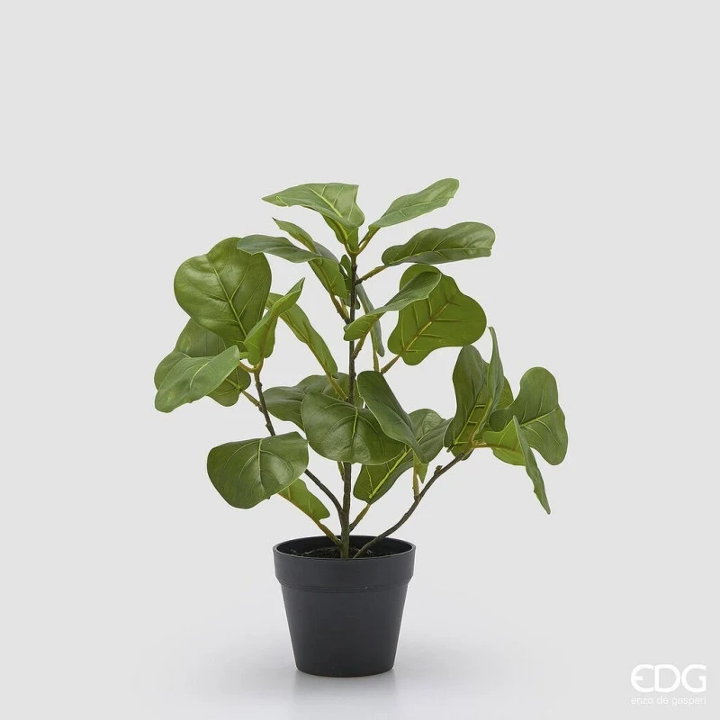EDG - Ficus Lyrata with Pot - H 45 cm