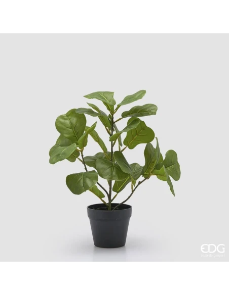 EDG - Ficus Lyrata con Vaso - H 45 cm