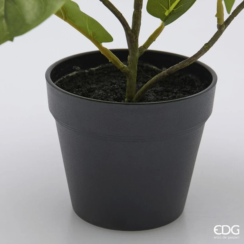EDG - Ficus Lyrata with Pot - H 45 cm