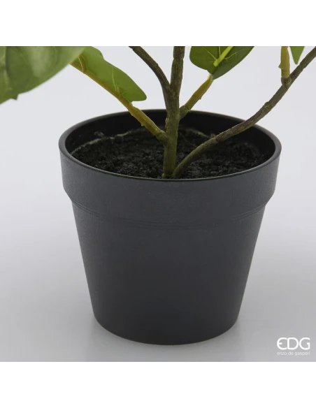EDG - Ficus Lyrata con Vaso - H 45 cm