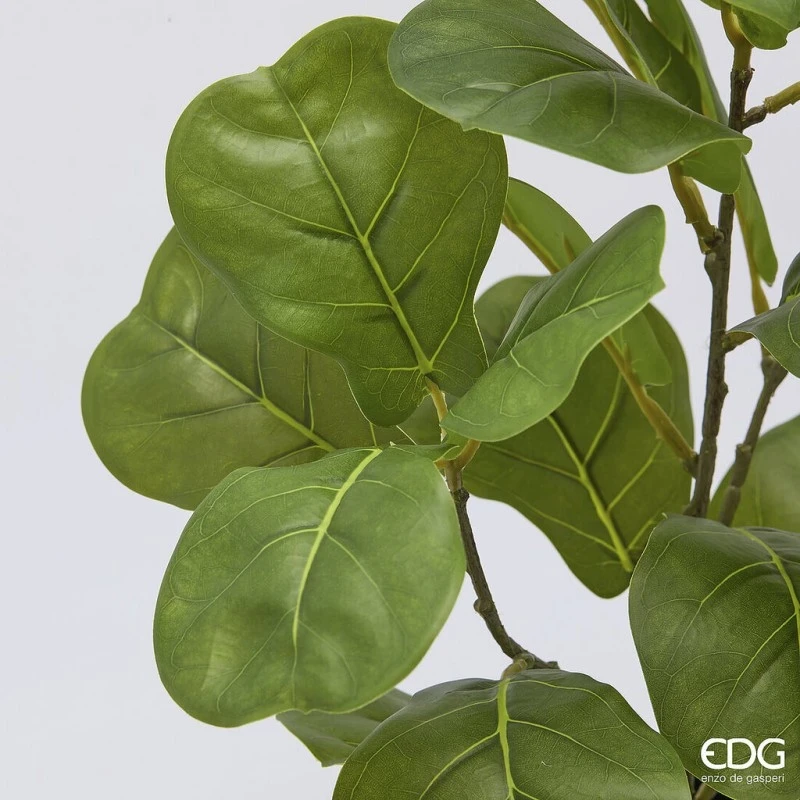 EDG - Ficus Lyrata con Vaso - H 45 cm