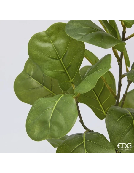 EDG - Ficus Lyrata with Pot - H 45 cm