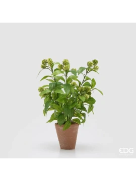 EDG - Viburno con Vaso - Verde Chiaro