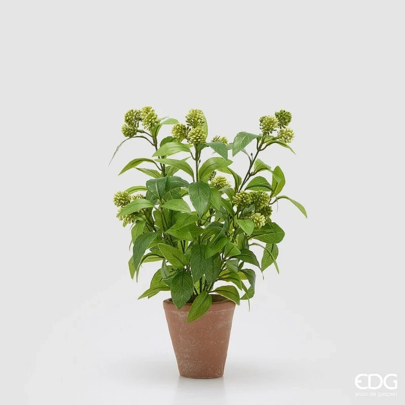 EDG - Viburnum with Pot - Light Green