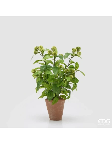 EDG - Viburno con Vaso - Verde Chiaro
