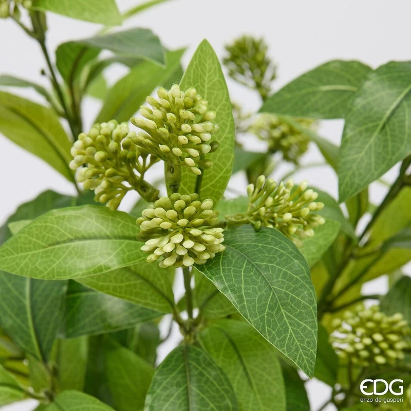 EDG - Viburnum with Pot - Light Green