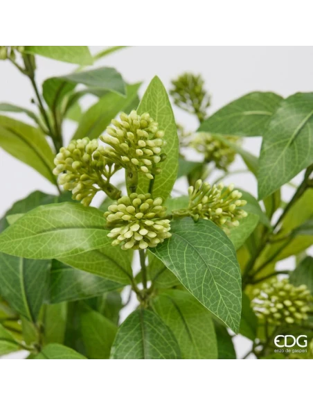 EDG - Viburnum with Pot - Light Green