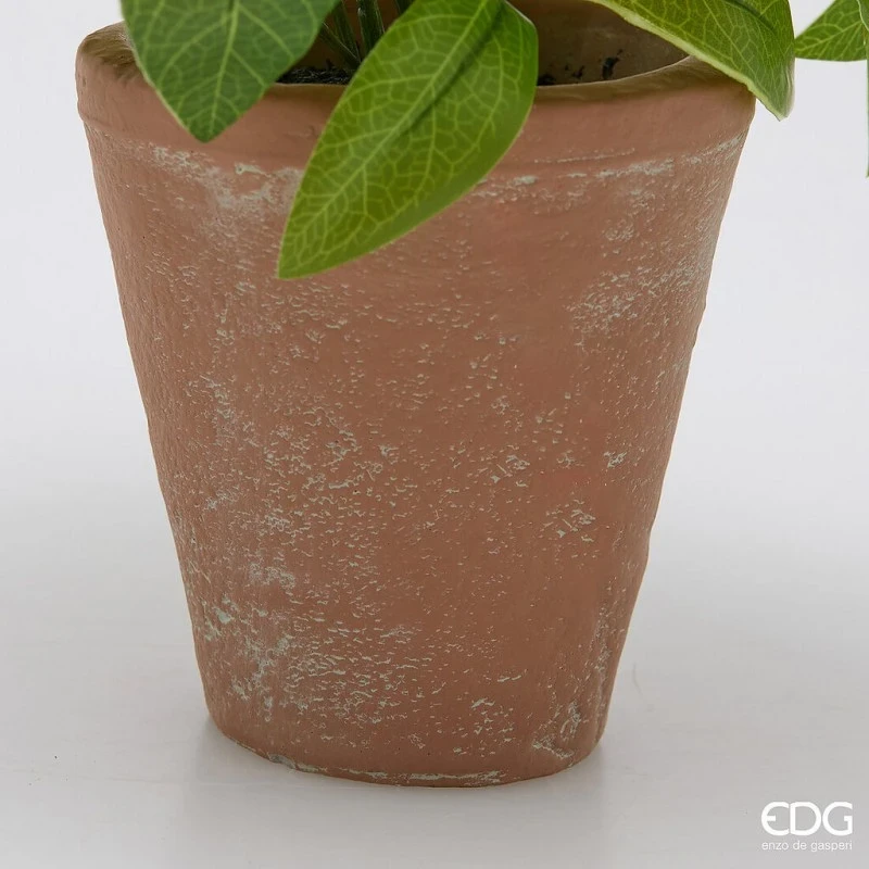 EDG - Viburnum with Pot - Light Green