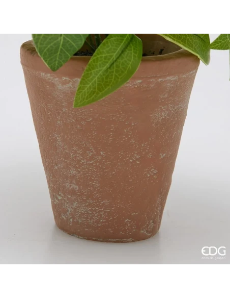 EDG - Viburno con Vaso - Verde Chiaro