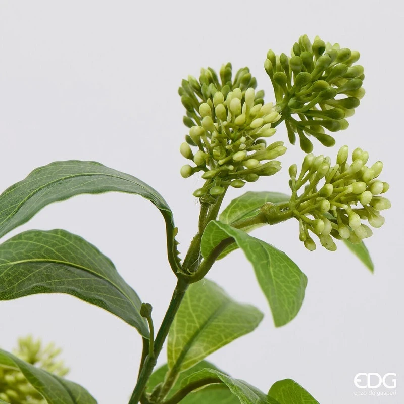 EDG - Viburnum with Pot - Light Green