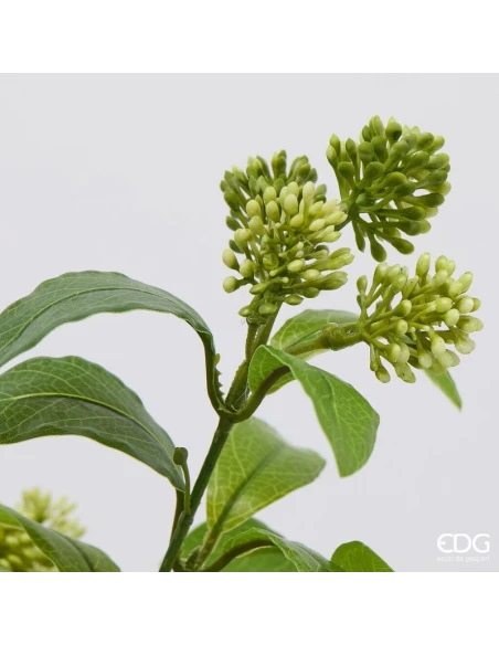 EDG - Viburnum with Pot - Light Green