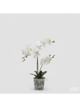 EDG - Orchidea Phalaenopsis x2 con Bocciolo e Vaso - H 60 cm