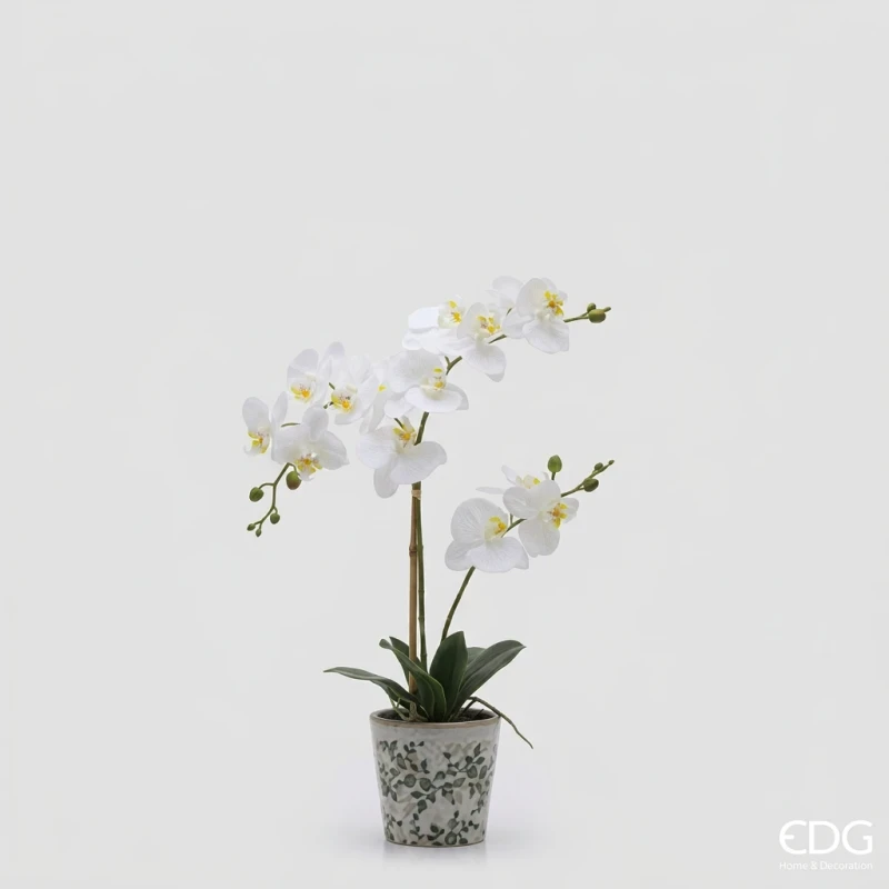 EDG - Orchidea Phalaenopsis x2 con Bocciolo e Vaso - H 60 cm