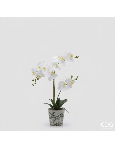 EDG - Phalaenopsis Orchid x2 with Bud and Vase - H 60 cm