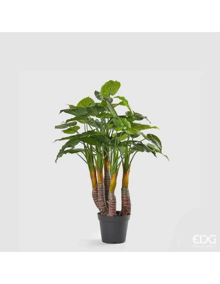 EDG - Filodendro con Vaso - H 120 cm