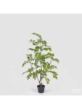 EDG - Dalbergia con Vaso