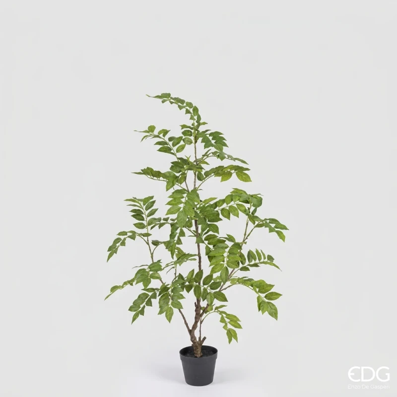 EDG - Dalbergia con Vaso
