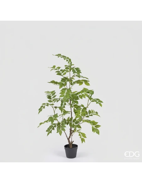EDG - Dalbergia con Vaso