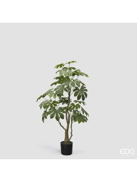 EDG - Aralia Vogue con Vaso - H 144 cm