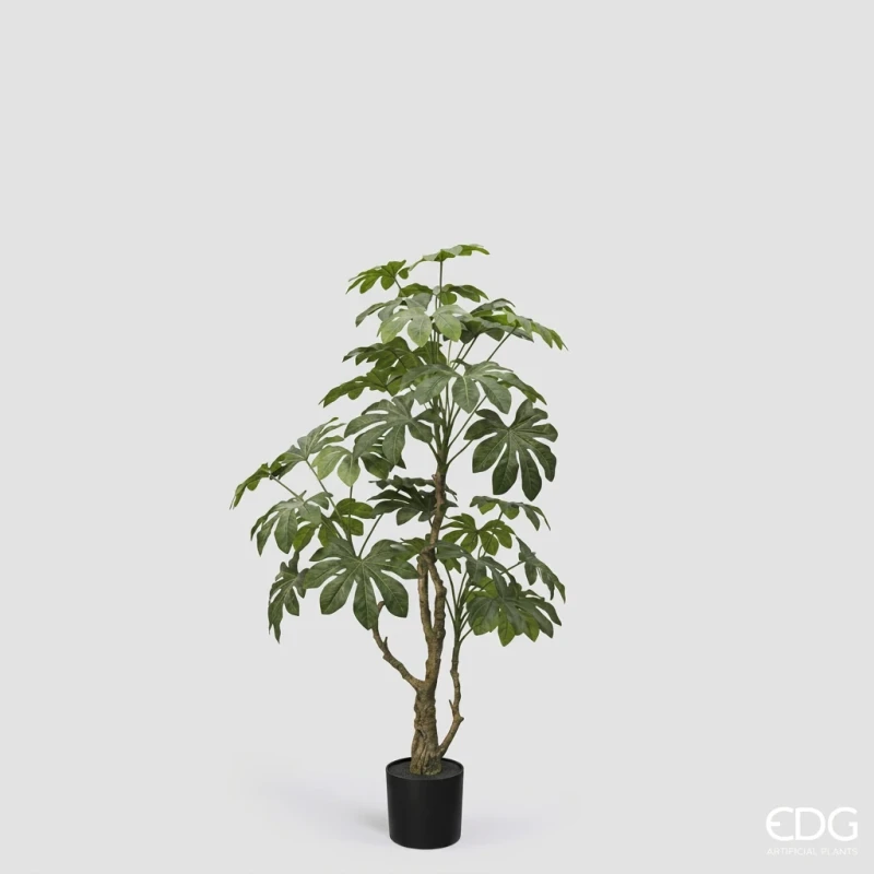 EDG - Aralia Vogue con Vaso - H 144 cm