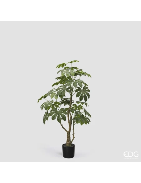 EDG - Aralia Vogue con Vaso - H 144 cm