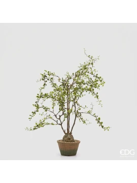 EDG - Mulenbechia con Vaso