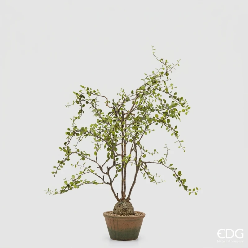 EDG - Mulenbechia with Vase