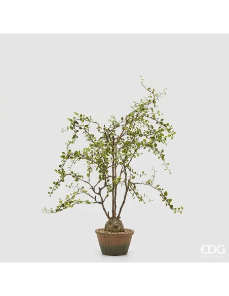 EDG - Mulenbechia con Vaso