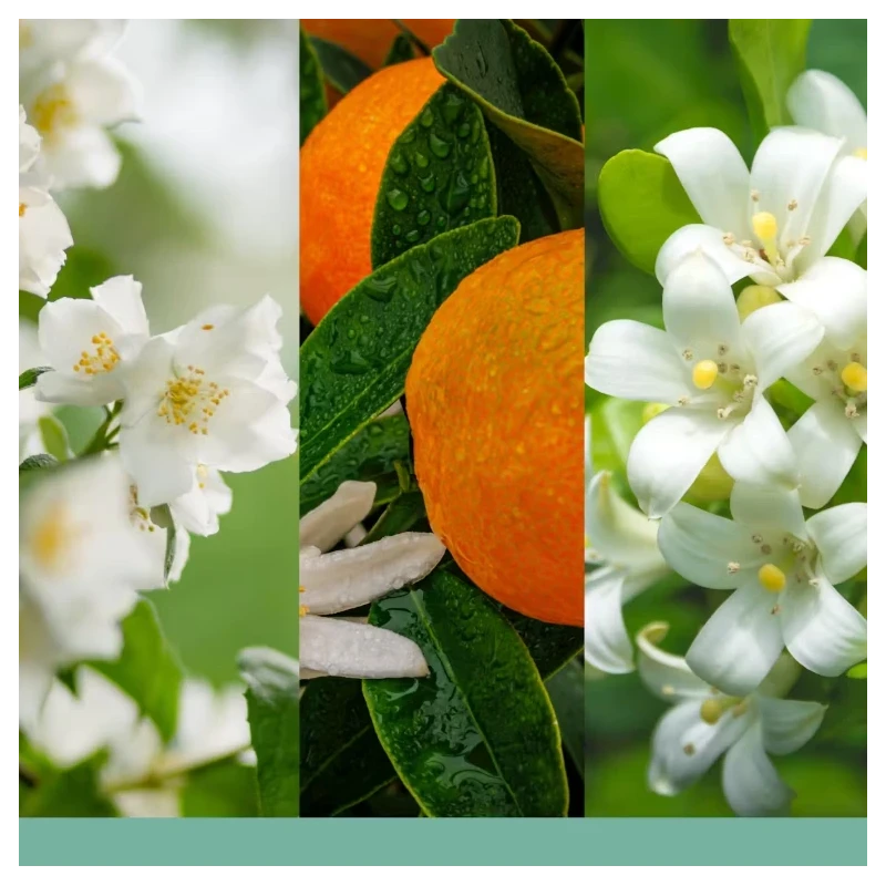 Yankee Candle - Midnight Jasmine Large Jar