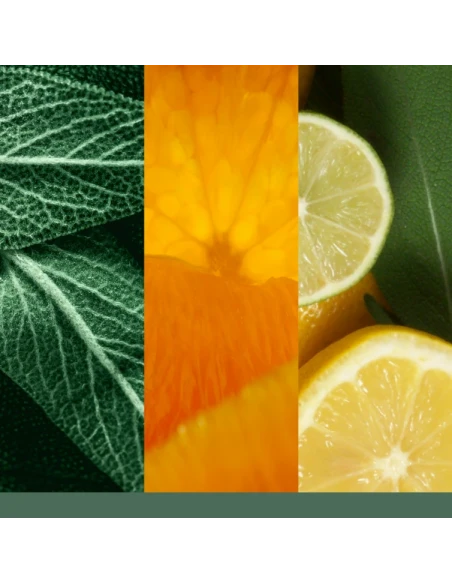 Yankee Candle - Sage & Citrus  Candela in Giara Media