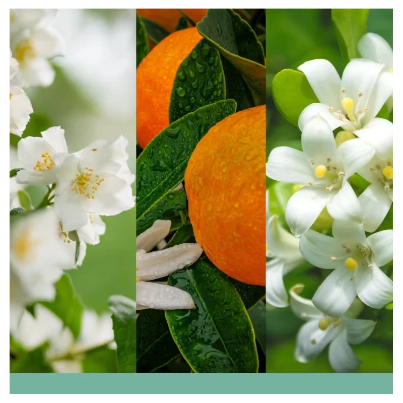 Yankee Candle - Ricarica per Diffusore Elettrico Scentplug - Midnight Jasmine