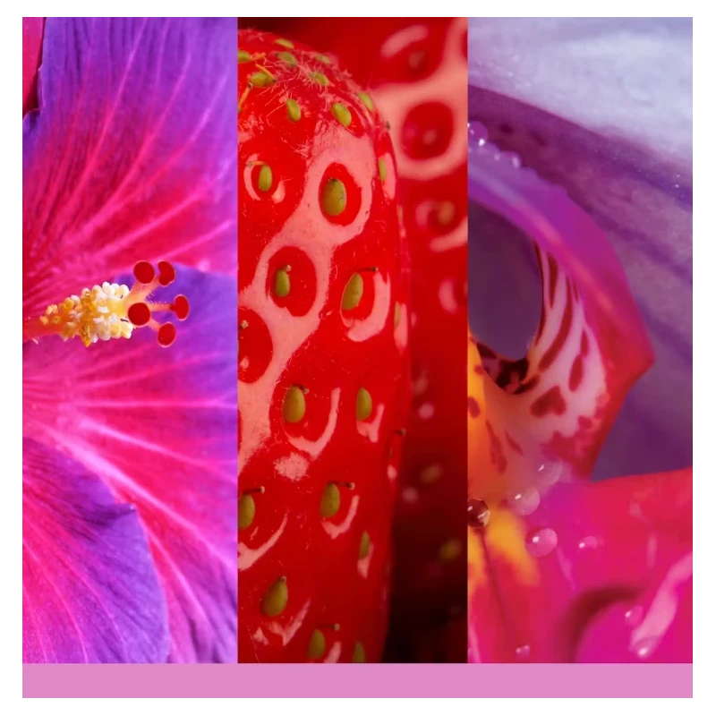 Yankee Candle - Ricarica per Diffusore Elettrico Scentplug - Wild Orchid