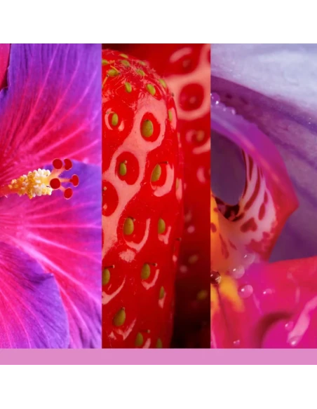 Yankee Candle - Scentplug Electric Diffuser Refill - Wild Orchid