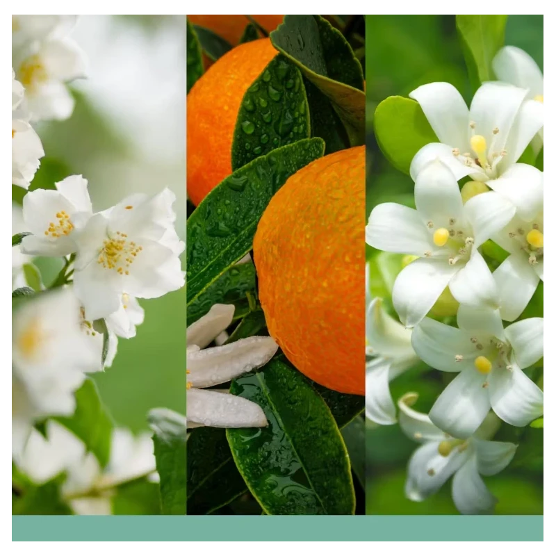 Yankee Candle - Reed Diffuser -  Midnight Jasmine