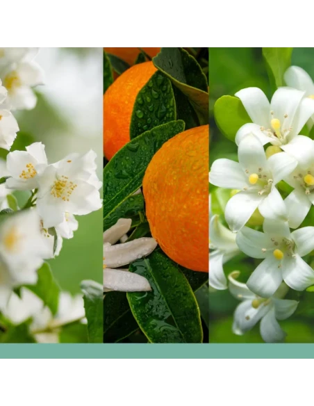 Yankee Candle - Reed Diffuser -  Midnight Jasmine