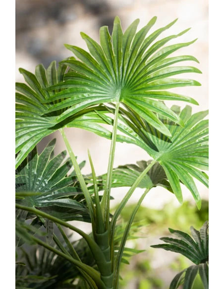 J-Line - Fan Palm + Plastic Pot - Green