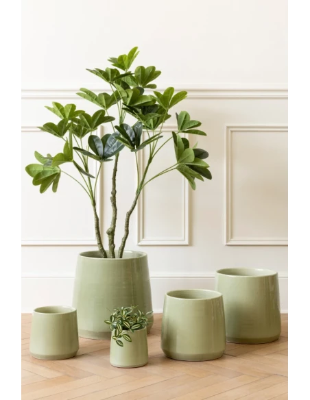 J-Line - Crassula + Plastic Pot - Green