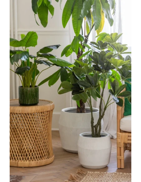 J-Line - Crassula + Vaso Plastica - Verde