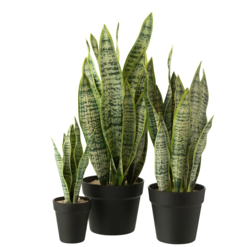 J-Line - Artificial Potted Dracaena Trifasciata - Green