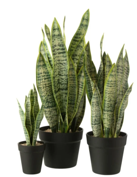 J-Line - Artificial Potted Dracaena Trifasciata - Green